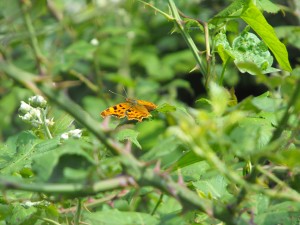 WickenFen_butterfly